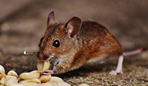 24 Hour & Emergency Exterminators in Cheesetown, PA